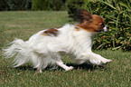 running Papillon