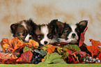 Papillon Puppies in basket