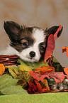 Papillon Puppy