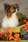 Papillon in basket