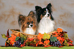 2 Papillons in basket