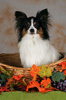 Papillon in basket