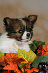 Papillon Puppy Portrait