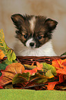 Papillon Puppy Portrait