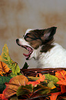 yawning Papillon Puppy