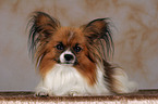 lying Papillon