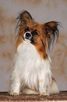 sitting Papillon