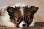 cute Papillon Puppy