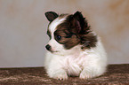 lying Papillon Puppy