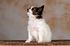 sitting Papillon Puppy