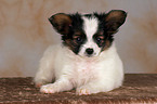 lying Papillon Puppy