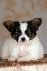 lying Papillon Puppy