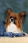 lying Papillon