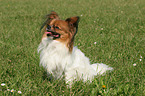 sitting Papillon