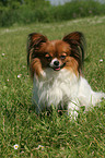 sitting Papillon