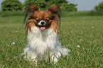 sitting Papillon