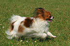 running Papillon