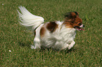 running Papillon