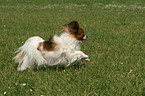 running Papillon