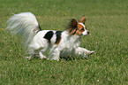 running Papillon