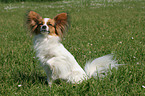 sitting Papillon