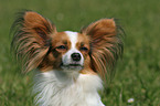 Papillon Portrait