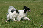 running Papillon