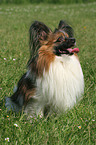 sitting Papillon