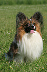 sitting Papillon