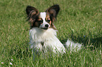 sitting Papillon