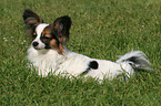 lying Papillon