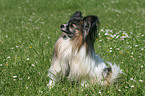 Papillon sitting in the meadow