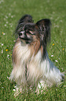 Papillon sitting in the meadow