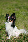 sitting Papillon