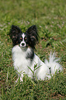 sitting Papillon