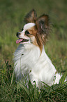 sitting Papillon