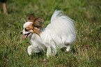 running Papillon