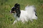 running Papillon