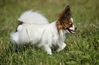 running Papillon