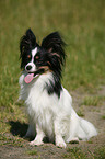 sitting Papillon