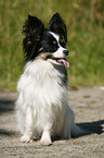 sitting Papillon