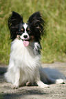 sitting Papillon