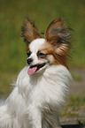 Papillon Portrait