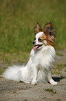 sitting Papillon