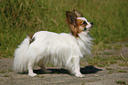 standing Papillon