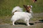 standing Papillon