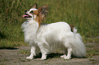 standing Papillon