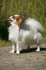 standing Papillon