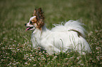 standing Papillon