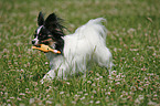 running Papillon